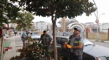 Çayırova’da mevsimlik budama çalışmaları başladı