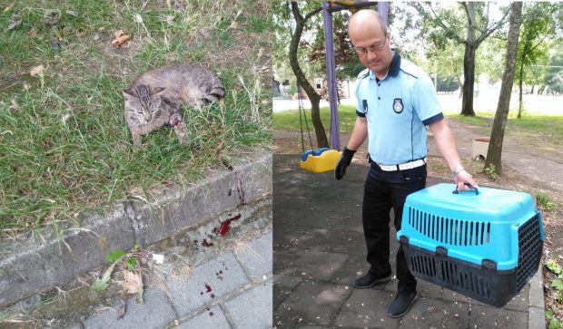 Yaralı kediye yardım eli