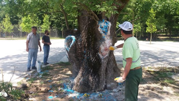 Asırlık ağaç tedavi edildi