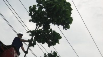 Enerji hattında ağaç bakımı yasal zorunluluk