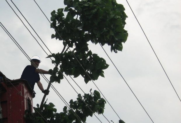 Enerji hattında ağaç bakımı yasal zorunluluk
