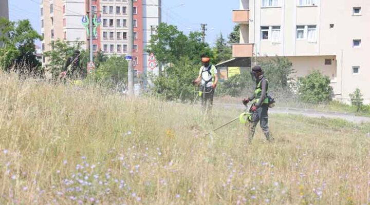 Boş arazilerdeki otlar biçiliyor