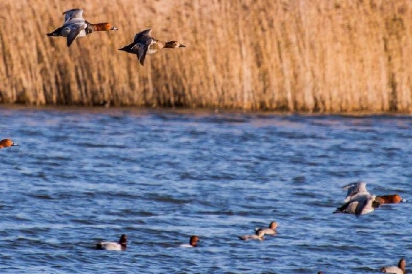 “Kabakoz’a Sülfürik Asit Fabrikası Yaptırmayalım”