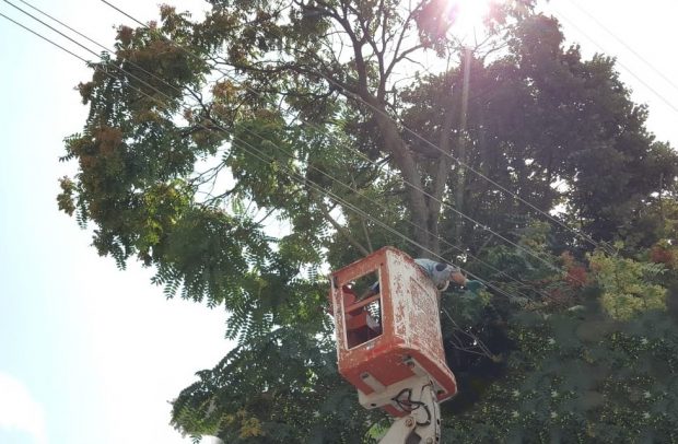 SEDAŞ ağaç budama çalışmalarına ağırlık veriyor