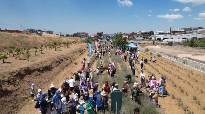 Çayırovalılar, lavanta hasadında bir araya geldi