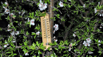Meteorolojiden Kocaeli için zirai don uyarısı