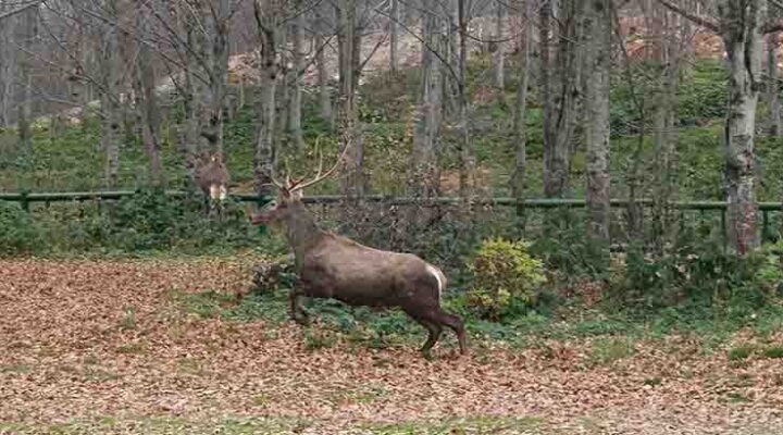 8 kızıl geyik daha Kuzuyayla’da doğaya salındı