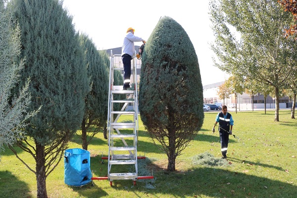 Ağaçlara Estetik Budama