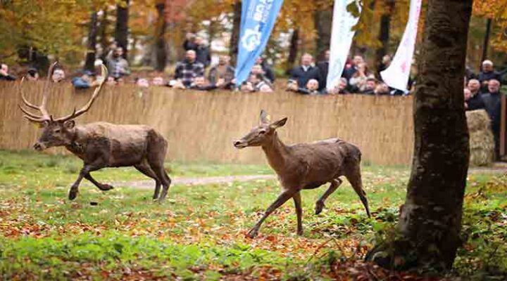 Büyükşehir’den doğaya 7 yeni kızıl geyik daha