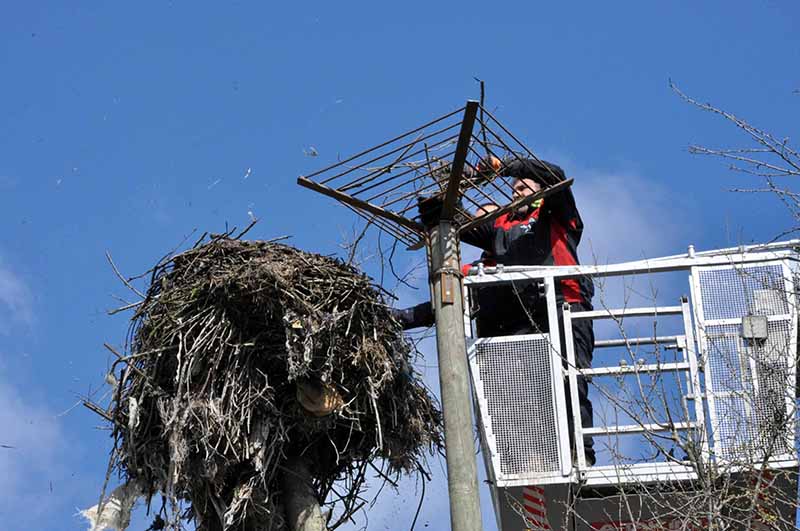 Büyükşehir’den leylek yuvasına güvenli dokunuş