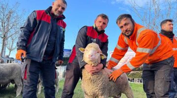 Büyükşehir’den üreticilere damızlık koç desteği