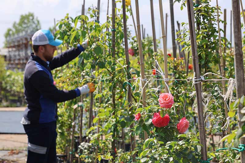 Büyükşehir’in fidanlığı Kocaeli’ni yeşillendiriyor