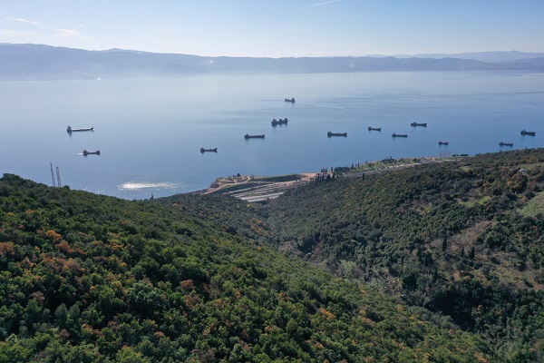 8 bin ağaç dikiliyor