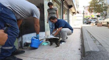 Darıca Belediyesi’nden Can Dostlarımıza Mama ve Su Desteği