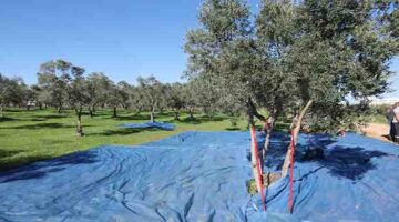 DARICA BELEDİYESİ- GEBZE TEKNİK ÜNİVERSİTESİ İŞBİRLİĞİNDE İLK ZEYTİN HASADI GERÇEKLEŞTİ