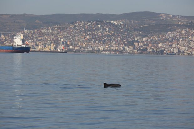 Yunuslar’dan görsel şölen