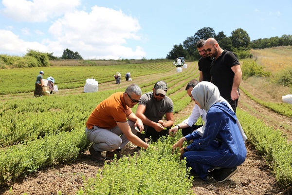 Melisaların (oğul otu) ilk hasadına başlandı