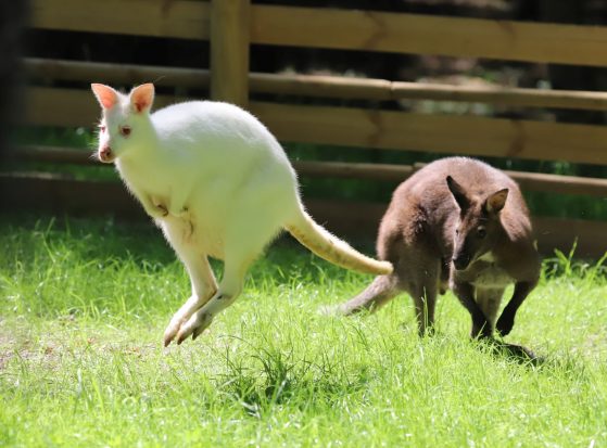 Valabi kangurularının son durağı Ormanya