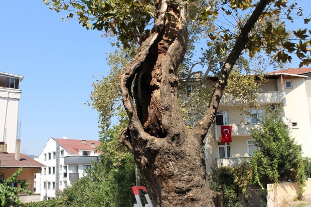 Çınar ağacına bakım çalışması