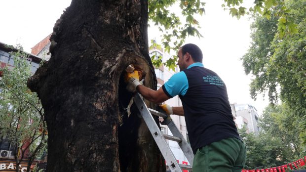 Tarihi çınarların tedavisine devam