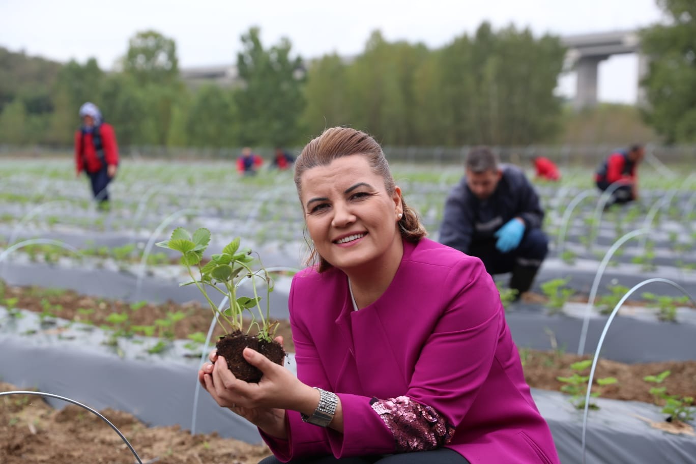 Çilek Köy’de hasat edilen çilekler vatandaşlarla buluştu