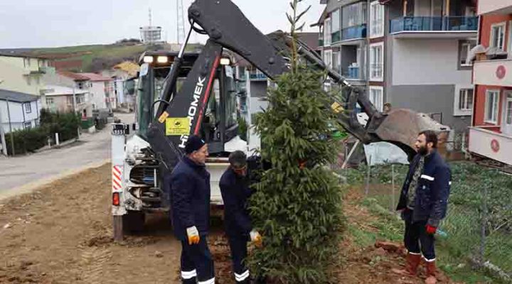 Katip Çelebi Caddesi Ağaçlandırıldı