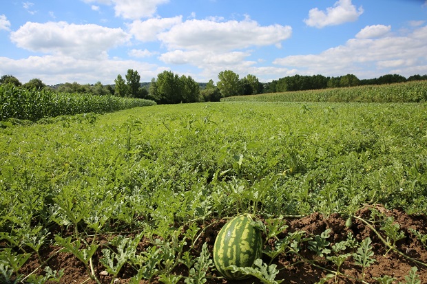 “Türkiye’de Bir Numara”