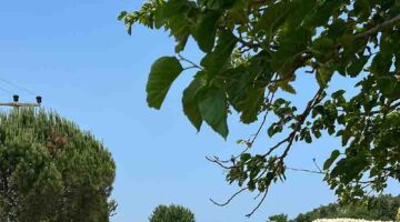 Kırsalda hem temizlik hem estetik