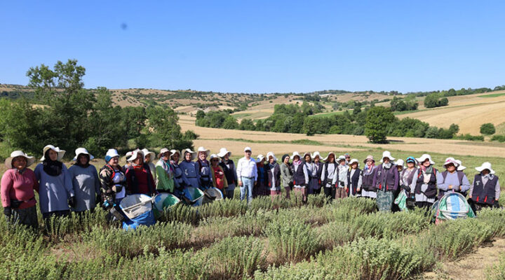 Kocaeli’de kekik hasadı başladı
