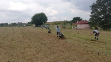 Lavanta bahçesinde bakım çalışmaları başladı