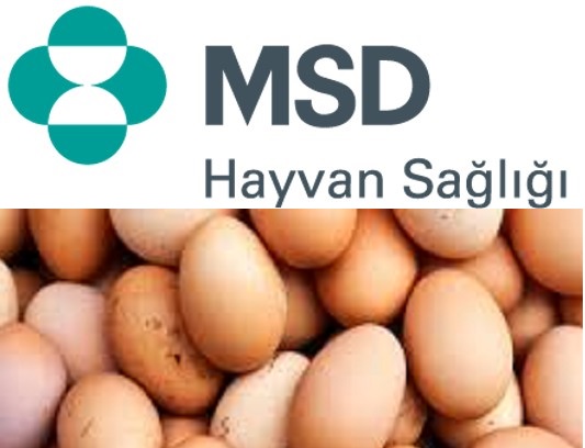 “Sofrada yumurtaya daha çok yer açılmalı”