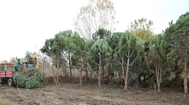 “Depodaki ağacın Kocaeli’ye ne faydası var”