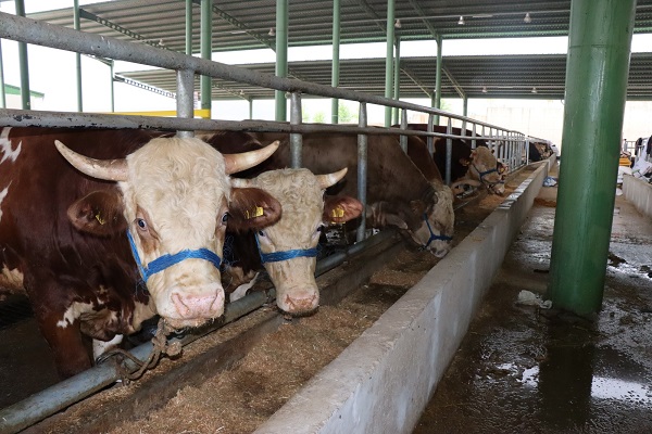 ‘Tüm kurbanlıklar alıcı buldu’