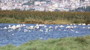 Binlerce Kuş Sulak Alanda