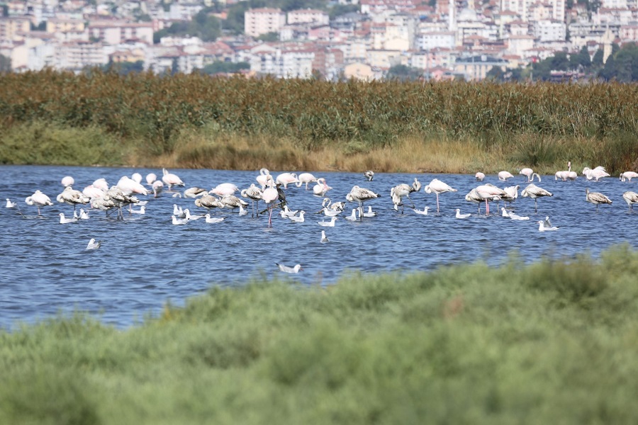 Binlerce Kuş Sulak Alanda