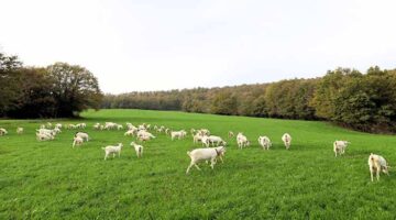 Burası Alpler değil, tarım kenti Kocaeli;