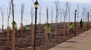 Umuttepe Kampüsüne 10 Bin Ağaç