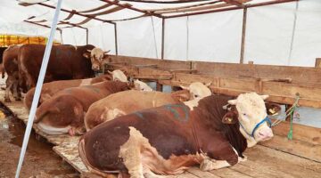 GEBZE KURBAN PAZARI BALÇIK’TA KURULDU