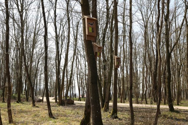 Yarasalar Ormanya’da