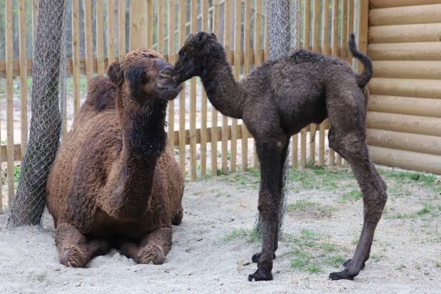 Ormanya’nın yeni maskotu “Sahra”
