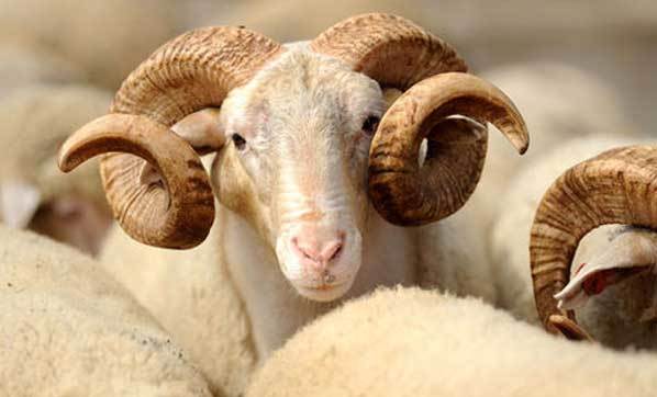 Kurbanlık Fiyatlarını Açıkladılar!