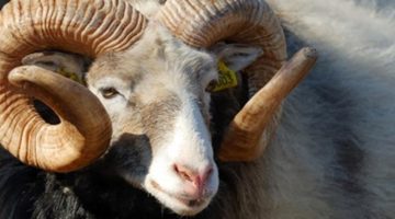 Darıca’da Kurbanlık Yeri Fiyatları Belli Oldu