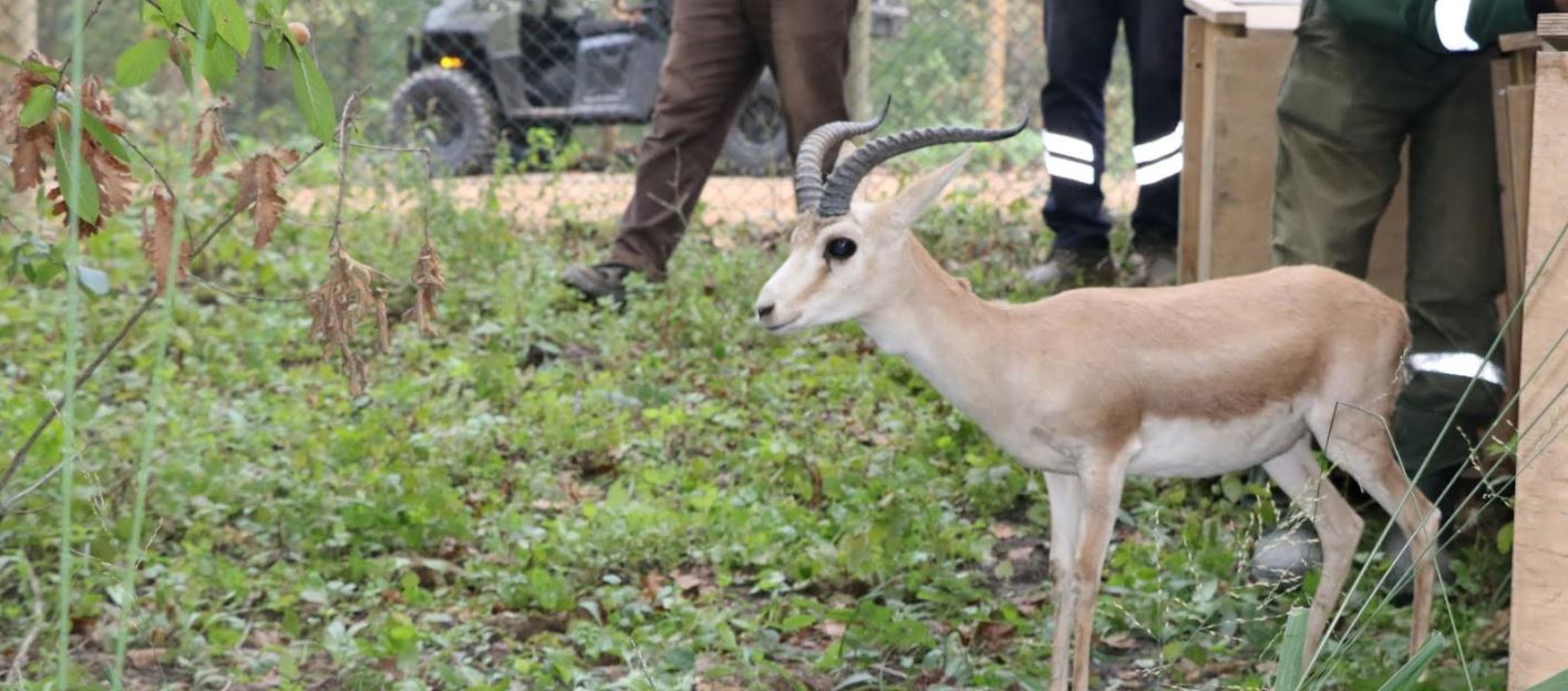 Doğal Yaşam Parkı’nın nüfusu artıyor