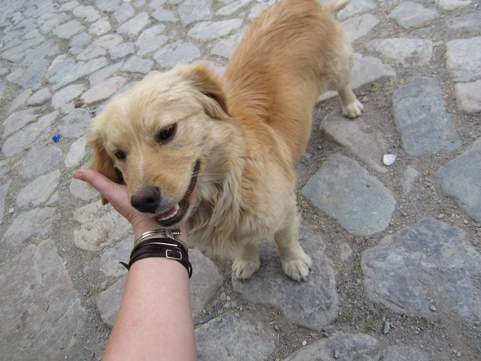 Kaza geçiren hayvanlara şefkat eli