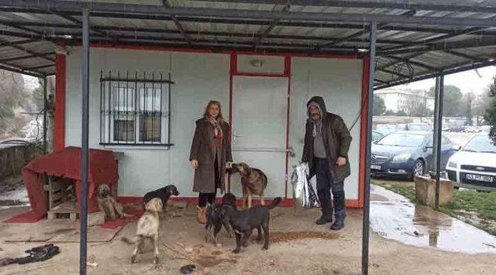 İzmit Belediyesi Sokaktaki Can Dostlarımızı Bu Kış Da Unutmuyor