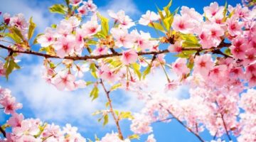 21 Mart ‘NEVRUZ’  ‘Baharın gelişinin kutlandığı gün’