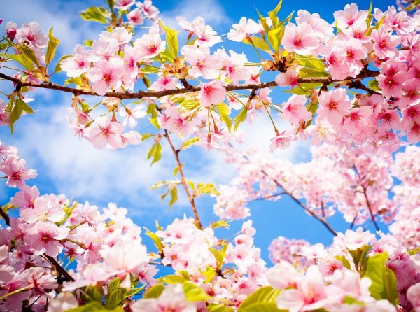 21 Mart ‘NEVRUZ’  ‘Baharın gelişinin kutlandığı gün’