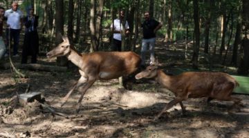 Doğal Yaşam Parkına 5 kızıl geyik