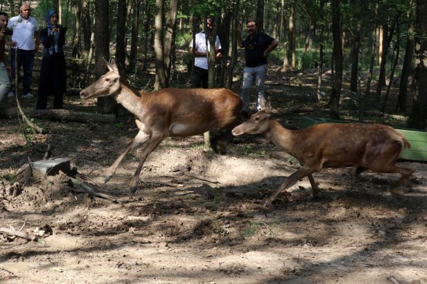 Doğal Yaşam Parkına 5 kızıl geyik