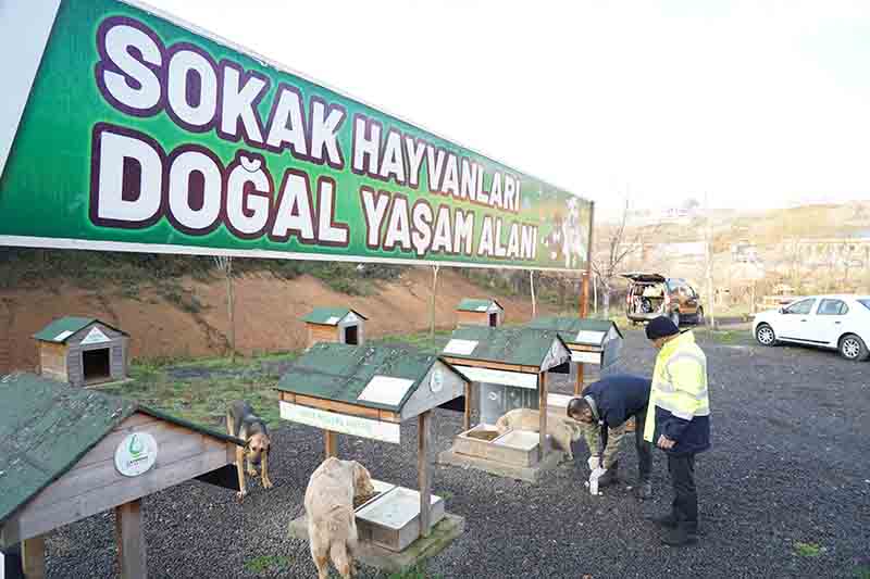 Dostların Tedavileri Yapıldı, Mama Dağıtıldı